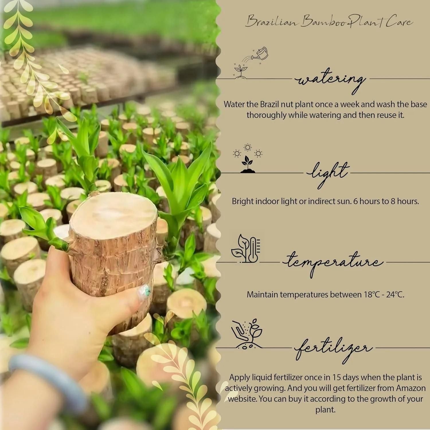 Lucky Wood Mini Plant Decor