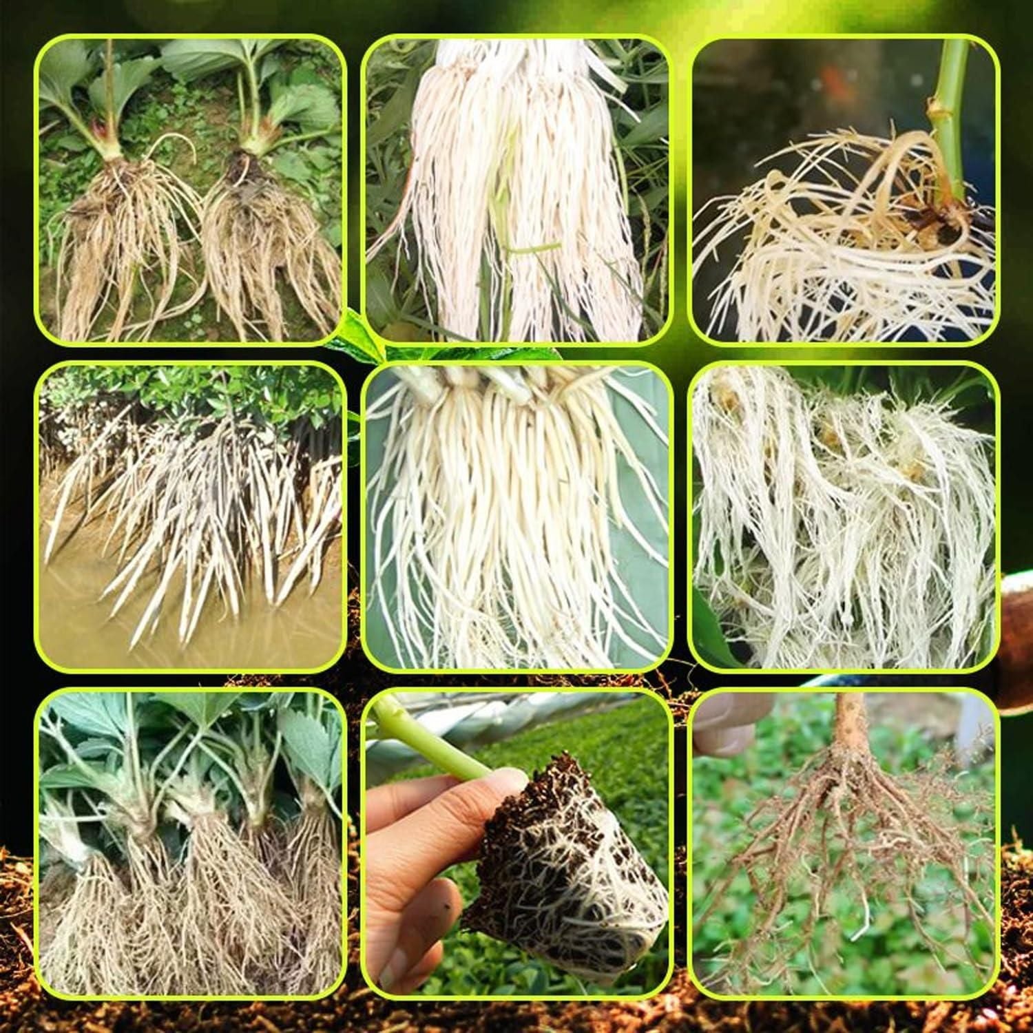Rapid Root Fertilizer
