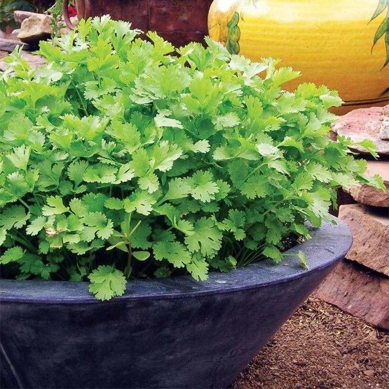 Organic Coriander Seeds