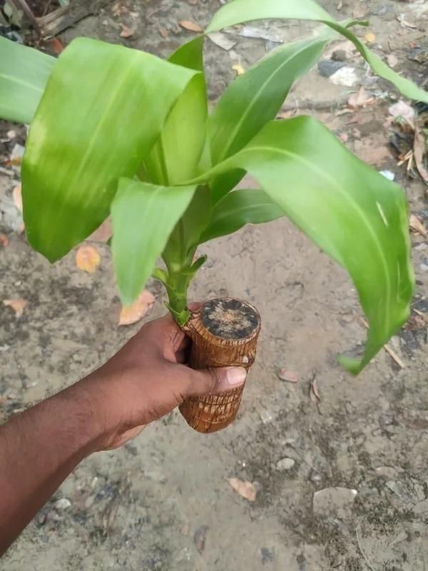Lucky Wood Mini Plant Decor