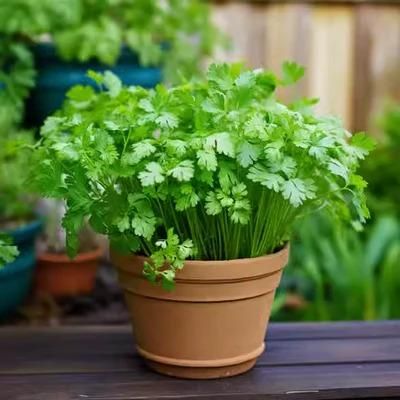 Organic Coriander Seeds