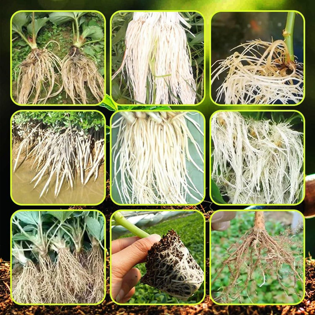 Rapid Root Fertilizer