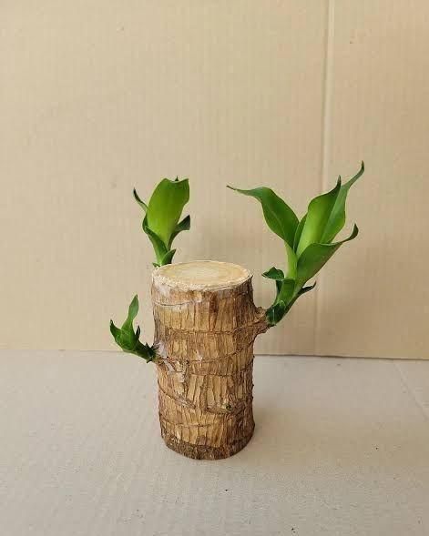 Lucky Wood Mini Plant Decor