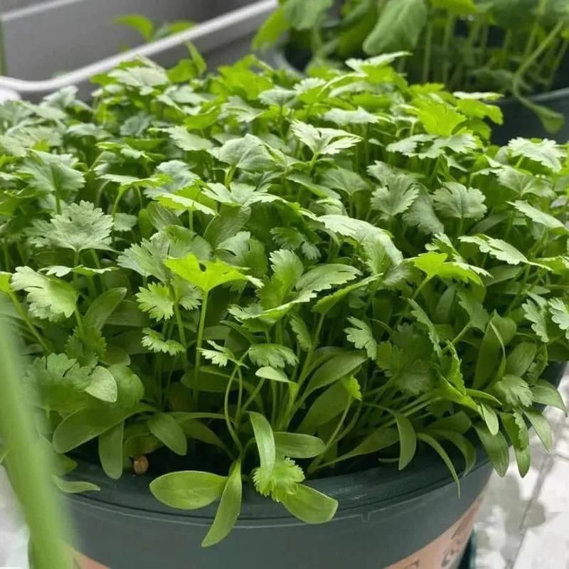 Organic Coriander Seeds