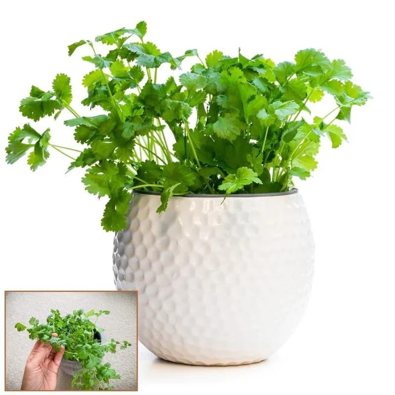 Organic Coriander Seeds
