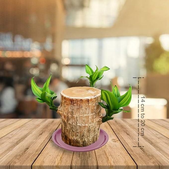 Lucky Wood Mini Plant Decor