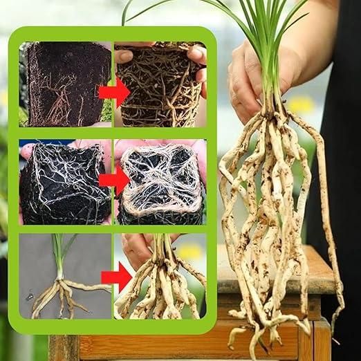 Rapid Root Fertilizer