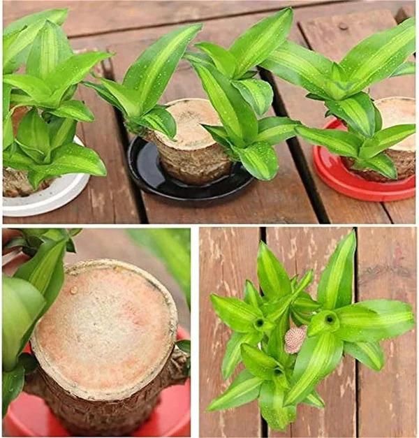 Lucky Wood Mini Plant Decor