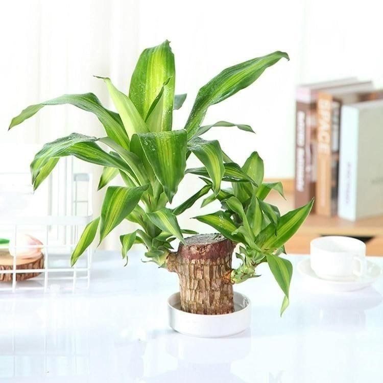 Lucky Wood Mini Plant Decor